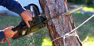 Best Palm Tree Trimming  in Commerce, CA