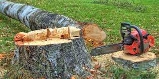 Best Tree Removal  in Commerce, CA