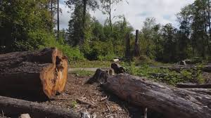 Commerce, CA Tree Care Company