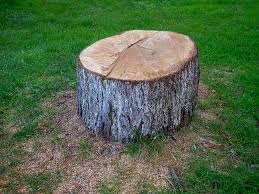 Tree and Shrub Care in Commerce, CA