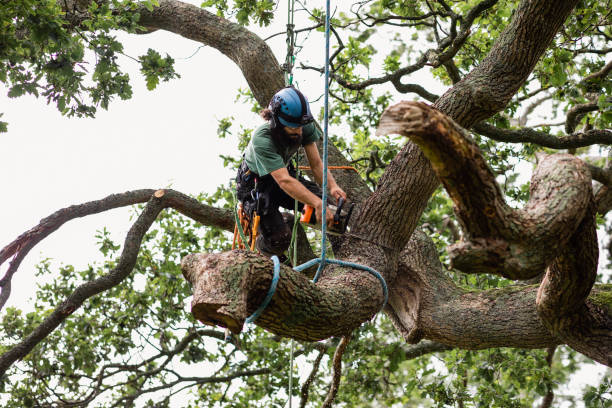 Best Tree Disease Treatment  in Commerce, CA