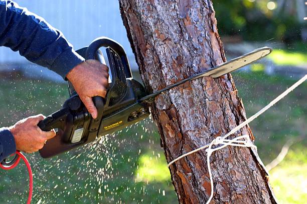 Best Grass Overseeding  in Commerce, CA