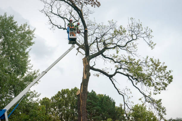 Best Tree Risk Assessment  in Commerce, CA