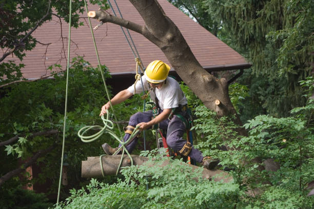 Best Tree Planting  in Commerce, CA
