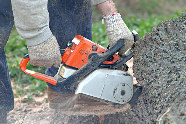 Best Emergency Tree Removal  in Commerce, CA