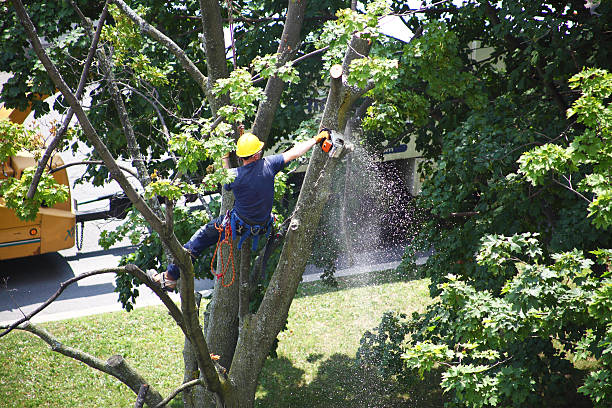 Best Aeration Services  in Commerce, CA