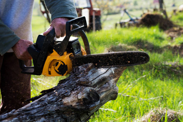 Best Leaf Removal  in Commerce, CA