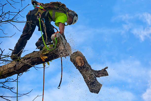 Best Pest Control for Lawns  in Commerce, CA