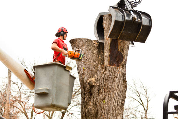 How Our Tree Care Process Works  in  Commerce, CA